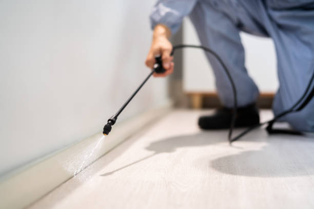Licensed Wasp Removal service in Urania, LA - Show Me Pest Control